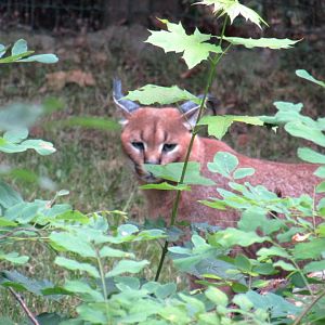 Caracal
