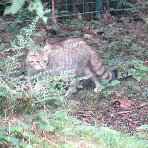 European Wildcat