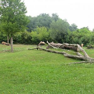 Bactrian and Kulan paddock