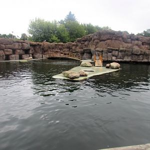 California Sea Lion pool