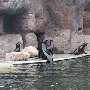California Sea Lions