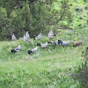 white eared pheasant and Himalayan marmot