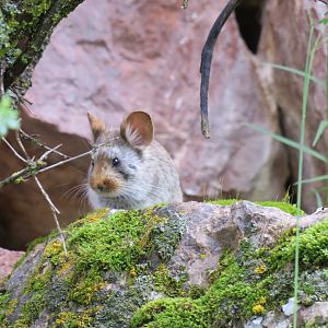 Glover's pika