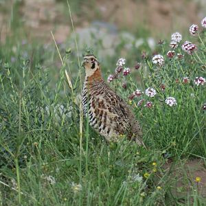 Tibetan partridge
