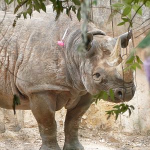 Female black rhino, July2018