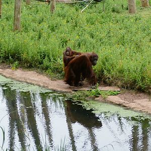 Bornean orangutans, July 2018