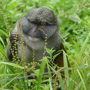 Allen's swamp monkey, July 2018