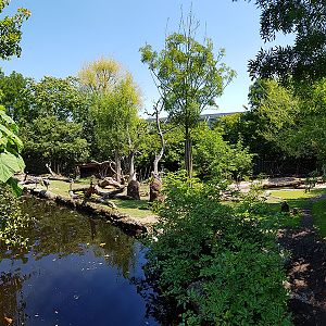 Pantanal; tapir, capibara, anteater & friends enclosure: Section 1, viewpoint 1