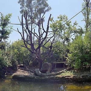 Pantanal: Golden-bellied capuchin island 2 panorama