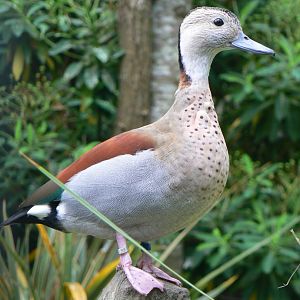 Ringed Teal - 11 July 2018
