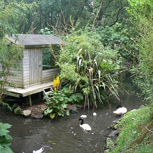 Marmoset Enclosure - 11 July 2018