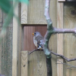 Chinese Grosbeak - 11 July 2018