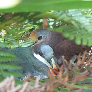 Gallicolumba doves - 11 July 2018