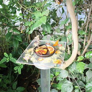 Butterfly-feeding-table