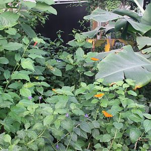 View into the Butterfly-hall