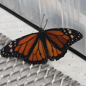 Monarch