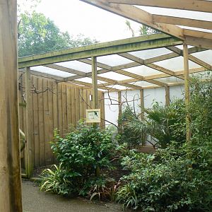 Javan Green Magpie Aviary - 11 July 2018