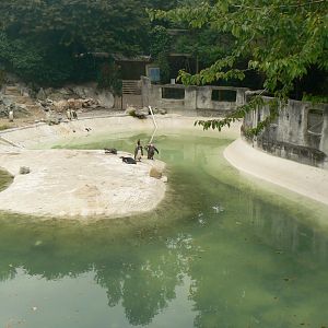Humboldt Penguin Enclosure - 11 July 2018