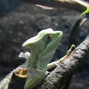 Serrated Casquehead Iguana - 11 July 2018