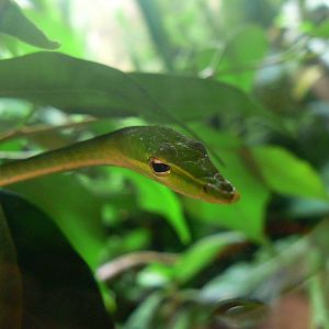 Vine Snake - 11 July 2018