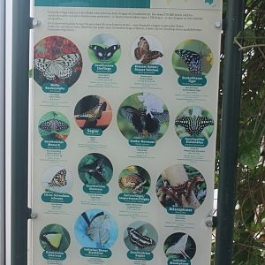 Asian butterfly-species-sign