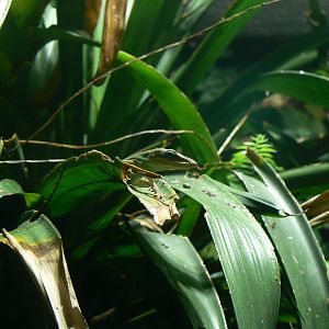 Green Anole - 11 July 2018