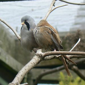 Bearded Tits - 11 July 2018