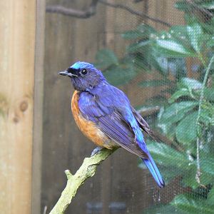 Rufous-bellied Niltava - 11 July 2018