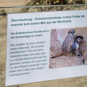 Meerkat breeding-info