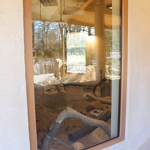 Viewing-window Meerkat-indoor enclosure