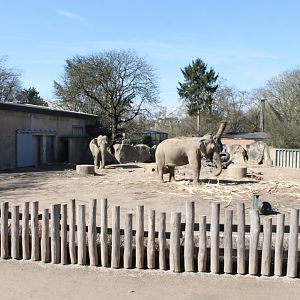 Part Asian elephant outdoor-eclosure