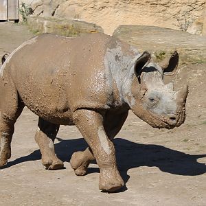 Muddy young Black rhinoceros