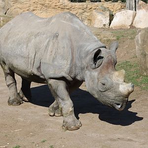 Adult Black rhinoceros female