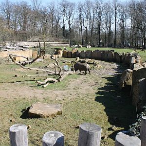 Part Black rhinoceros-enclosure