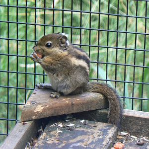 Swinhoe's Striped Squirrel - 17 July 2018