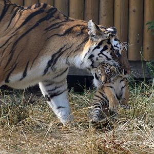 ZSL Whipsnade 21/07/2018: Amur Tiger (Naya) & Cub