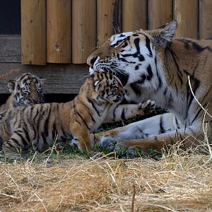 ZSL Whipsnade 21/07/2018: Amur Tiger (Naya) & Cubs