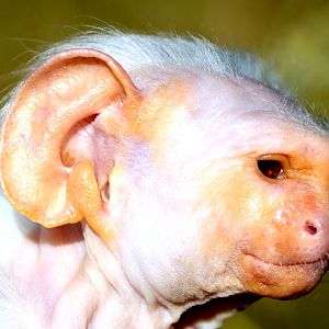 Unidentified marmoset; Monkey World; 23rd July 2018