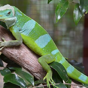 Iguana  ID?  Fiji