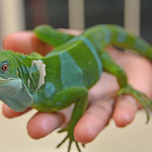 Iguana ID?    Fiji