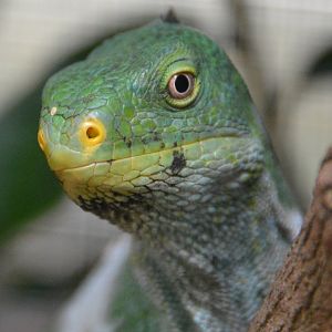 Iguana. ID?  Fiji