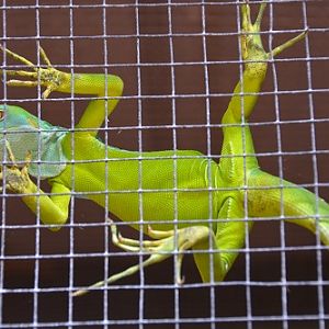 Iguana  ID?   Fiji