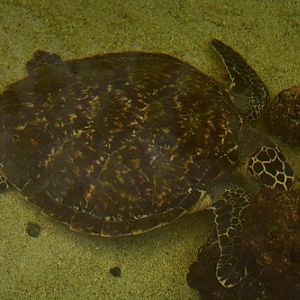 Turtle  ID?  Fiji