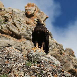 golden eagle