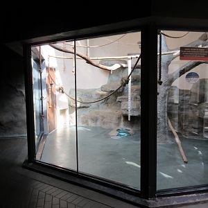 Natural Treasures - Black-handed Spider Monkey Indoor Exhibit