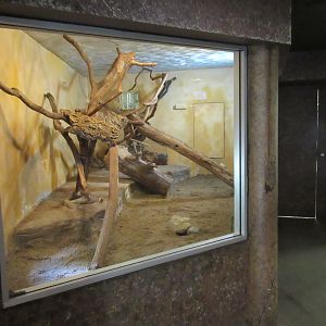 Natural Treasures - Black-footed Cat Indoor Exhibit