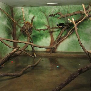 Natural Treasures - Goeldi's Monkey Exhibit