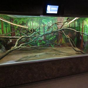 Natural Treasures - Cotton-top Tamarin Exhibit