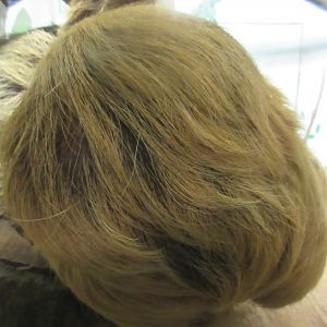 Natural Treasures - Trump, Is That You? (Two-toed Sloth)