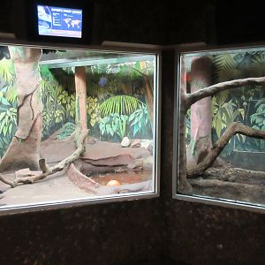 Natural Treasures - Dwarf Caiman Exhibit